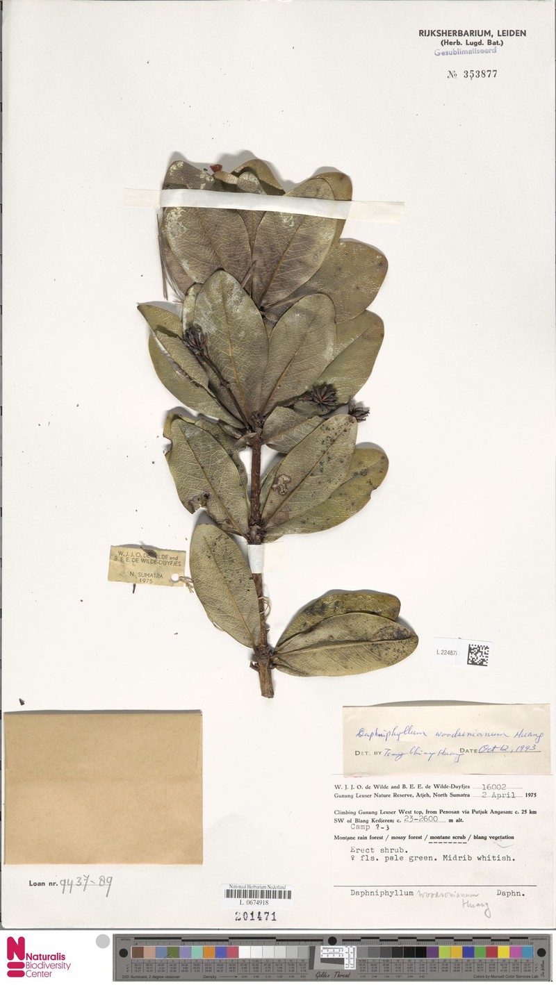 Daphniphyllum woodsonianum photo 2