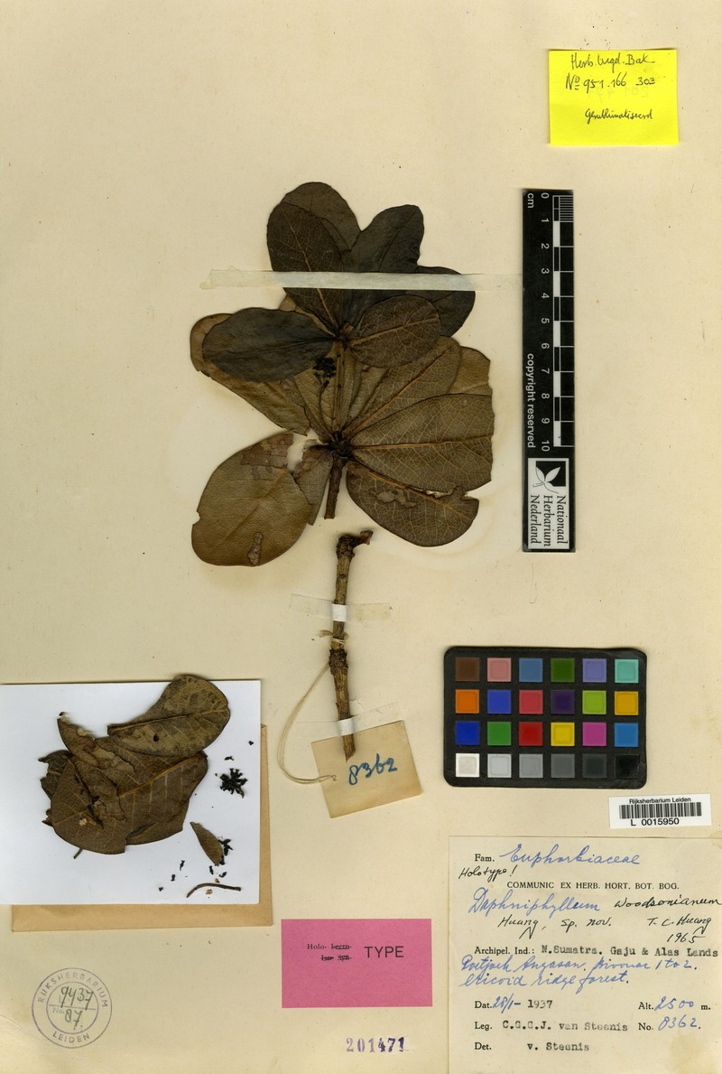Daphniphyllum woodsonianum photo 3