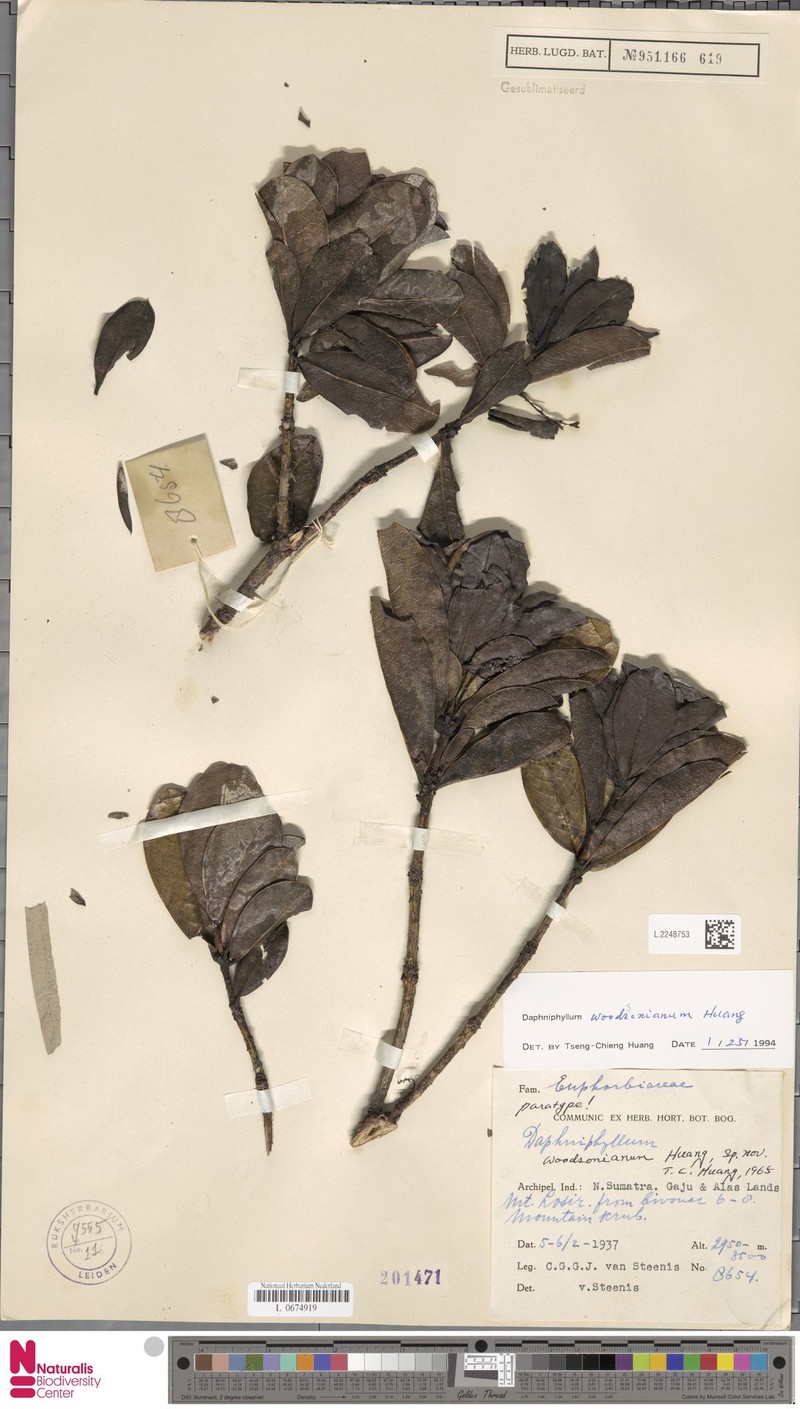 Daphniphyllum woodsonianum photo 4