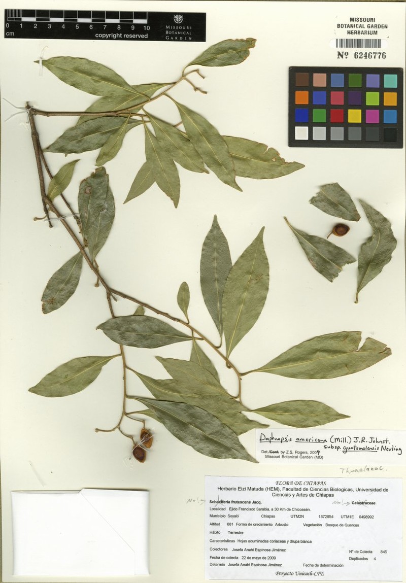 Daphnopsis americana subsp. americana photo 3