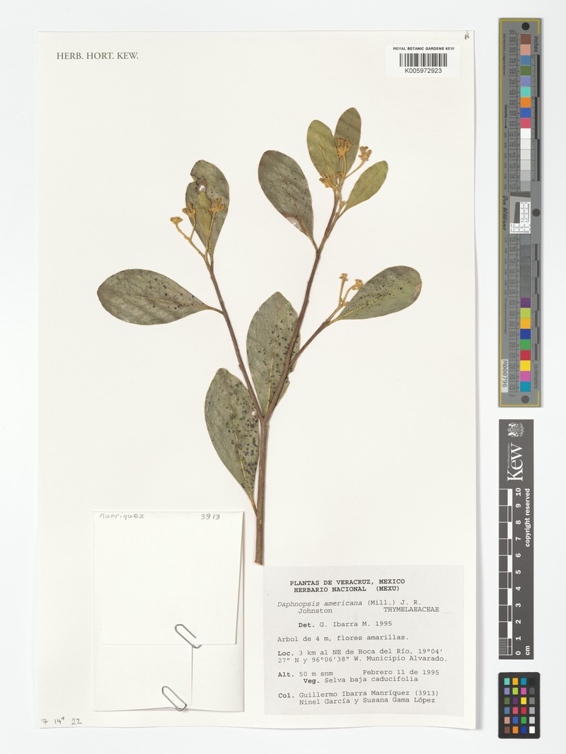 Daphnopsis americana subsp. americana photo 4