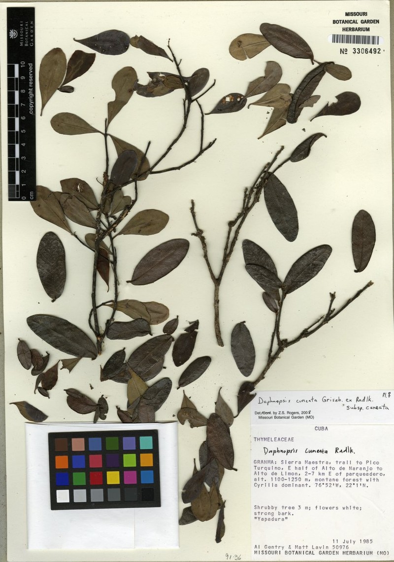 Daphnopsis cuneata subsp. cuneata