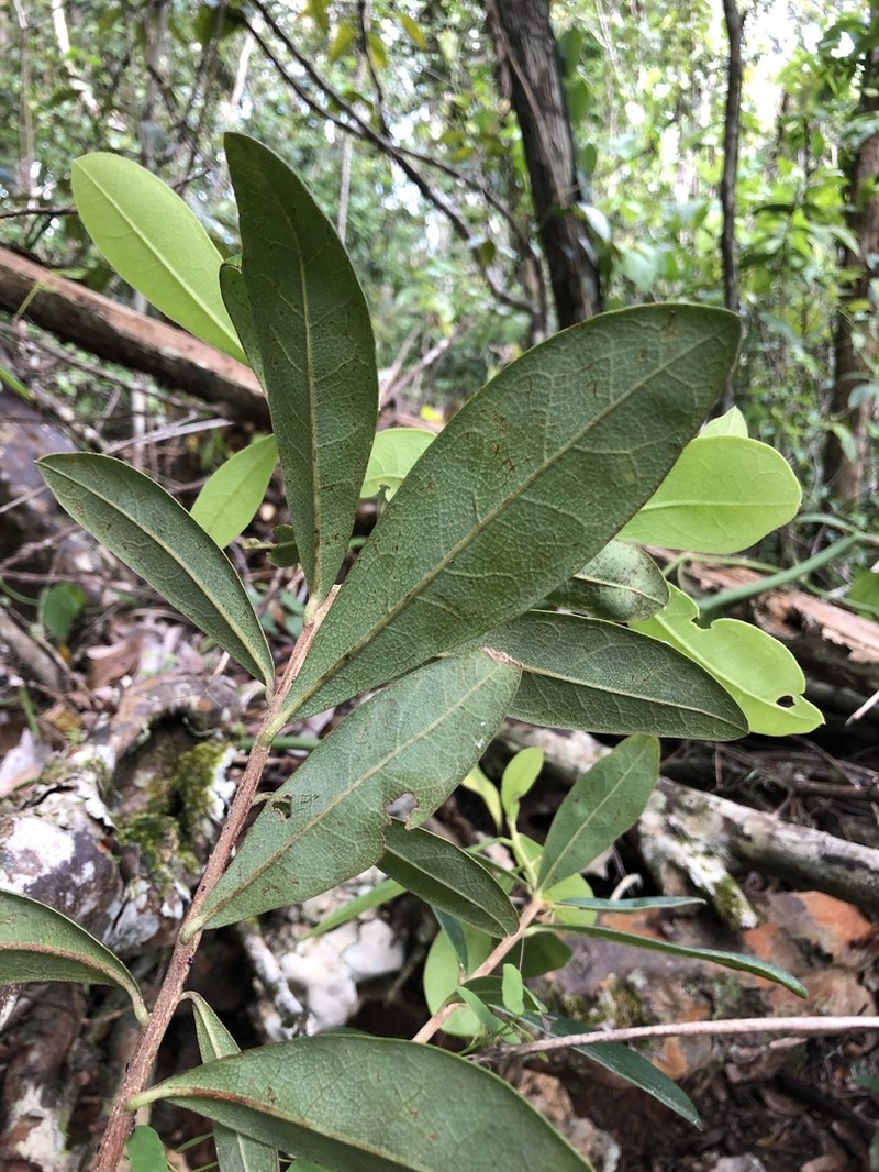Heller's Cieneguillo photo 2