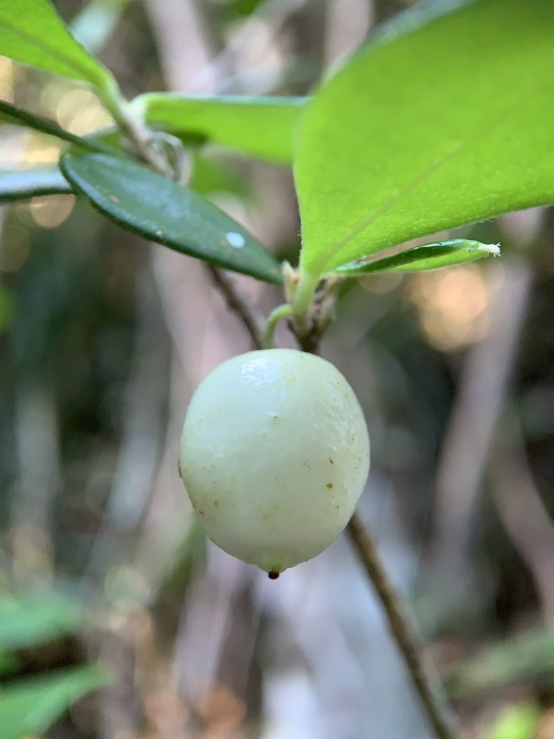 Heller's Cieneguillo photo 4