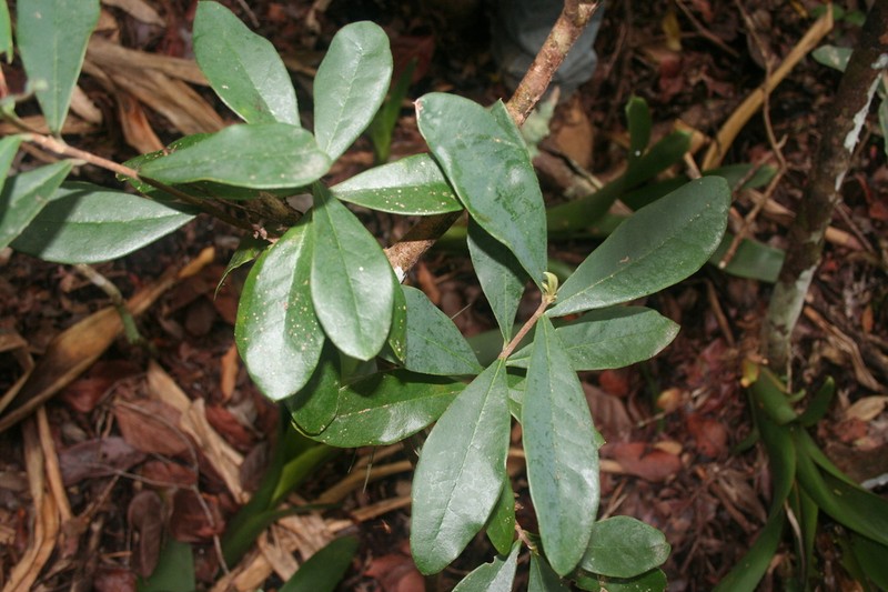 Heller's Cieneguillo photo 7