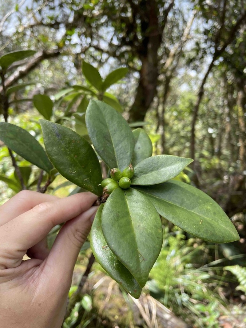 Emajagua De Sierra