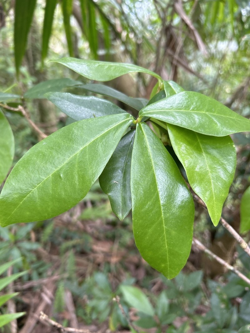 Emajagua De Sierra photo 3