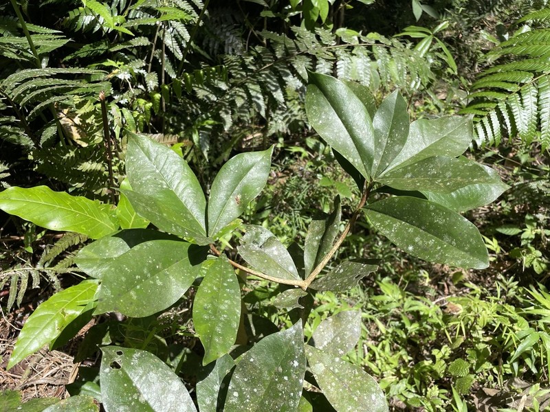 Emajagua De Sierra photo 7