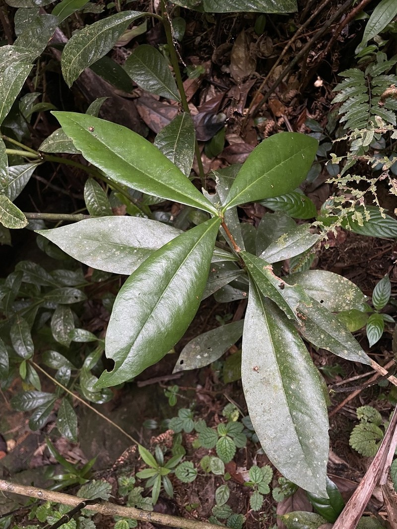 Emajagua De Sierra photo 8