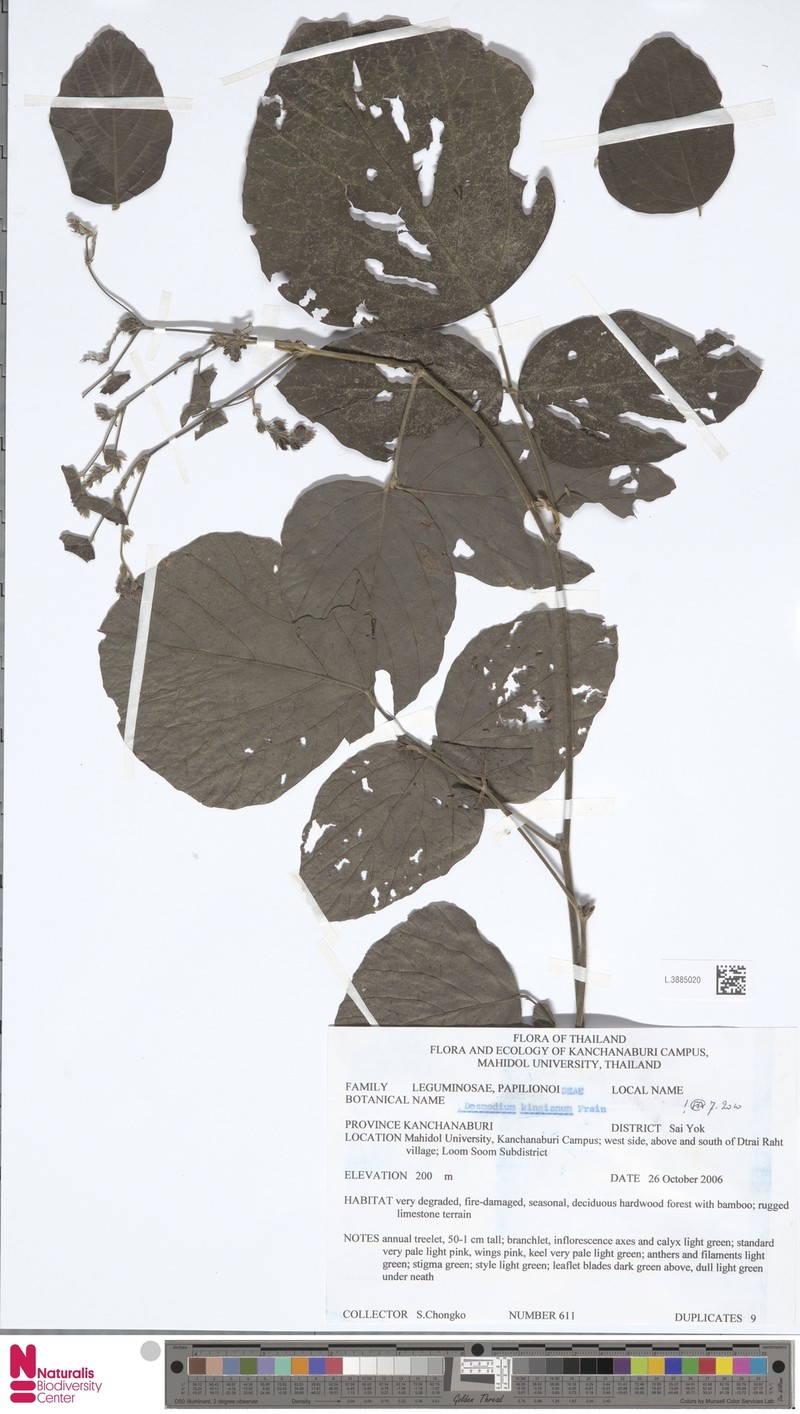 Daprainia kingiana