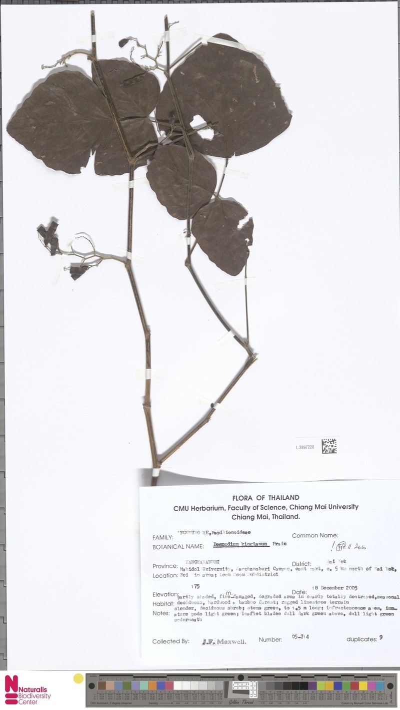 Daprainia kingiana photo 2
