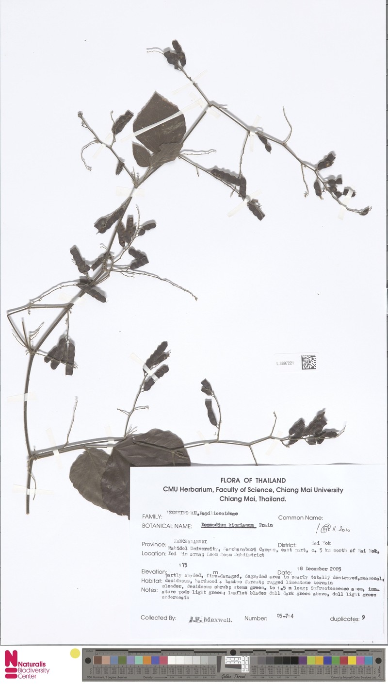 Daprainia kingiana photo 3