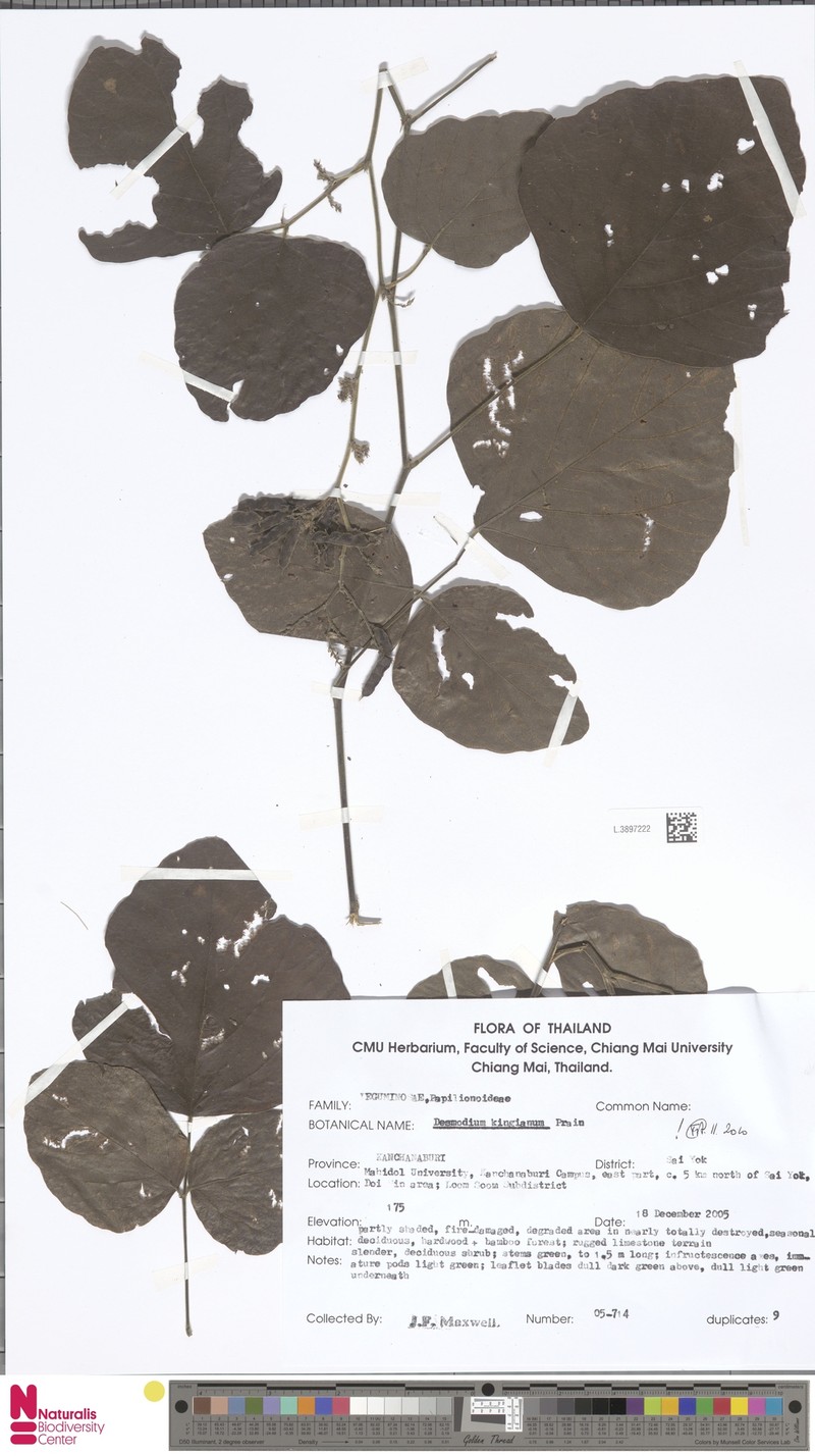 Daprainia kingiana photo 4