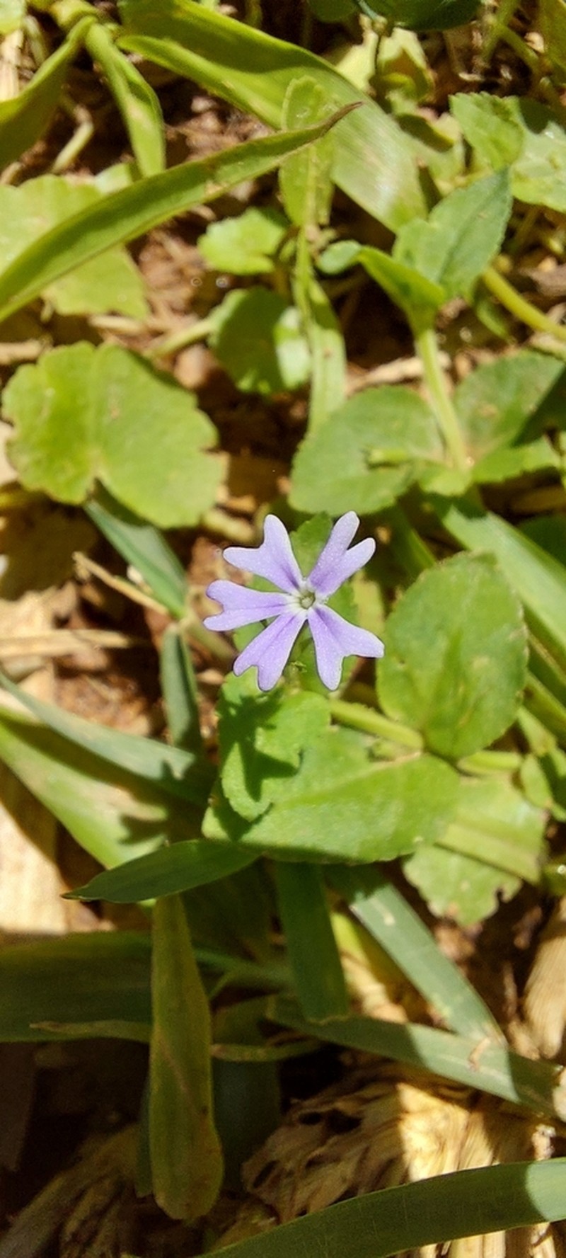 Darcya vandellioides photo 2