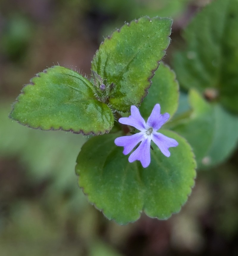 Darcya vandellioides photo 4