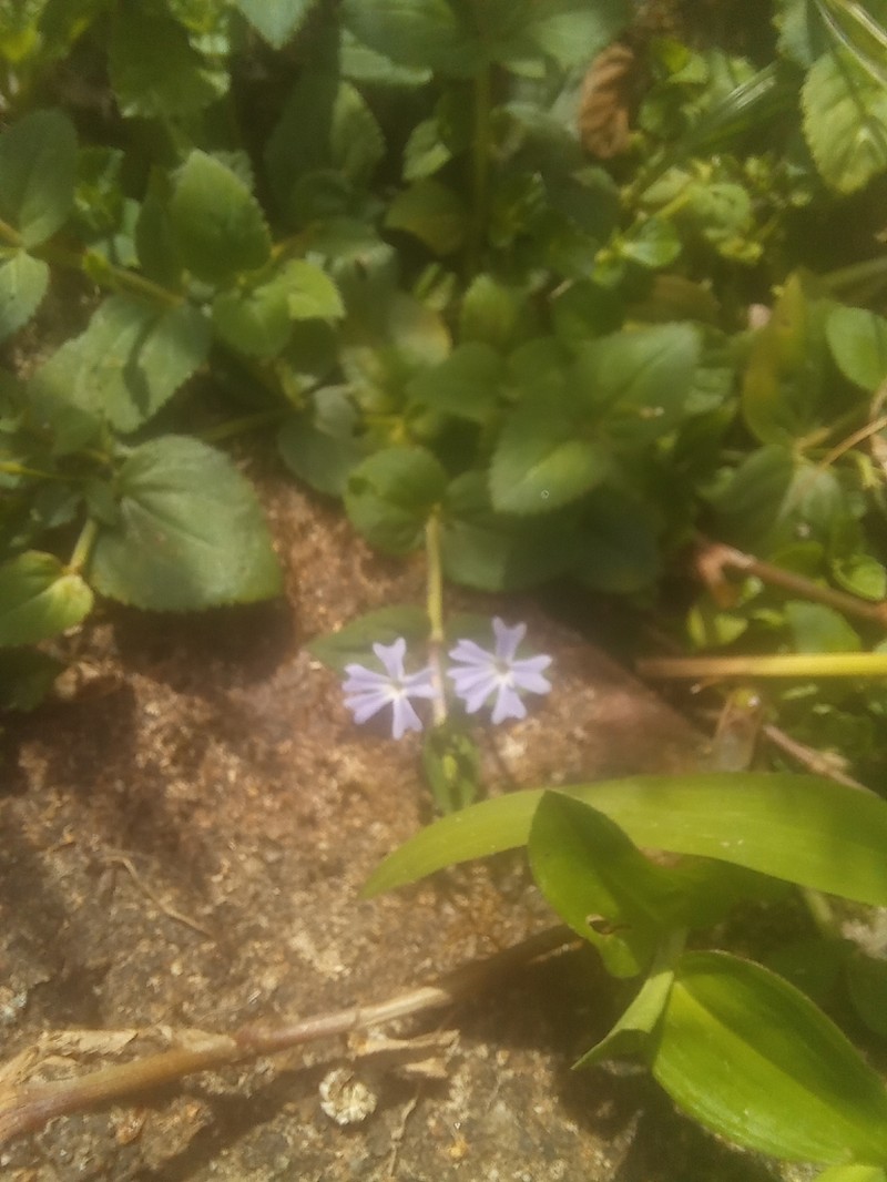 Darcya vandellioides photo 5