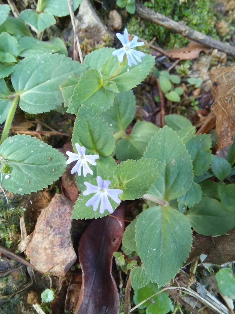 Darcya vandellioides photo 6