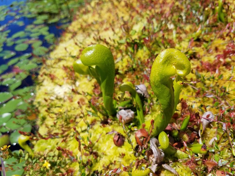 California Pitcherplant