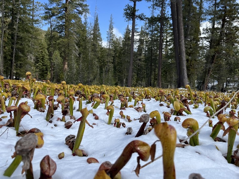 California Pitcherplant photo 2