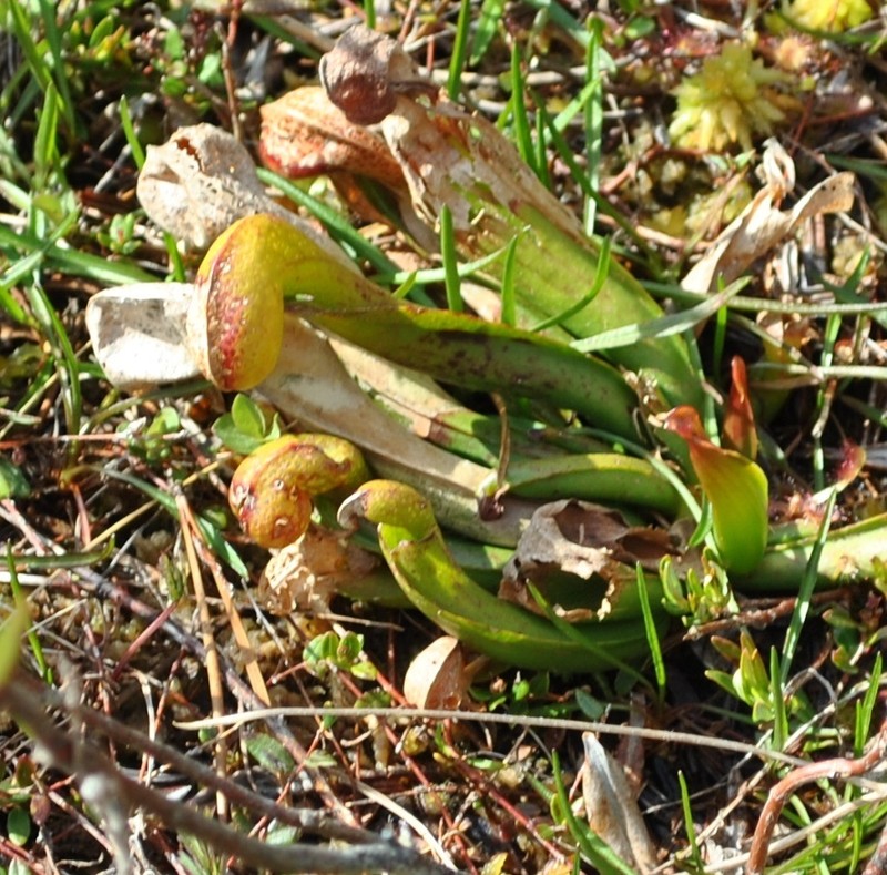 California Pitcherplant photo 3
