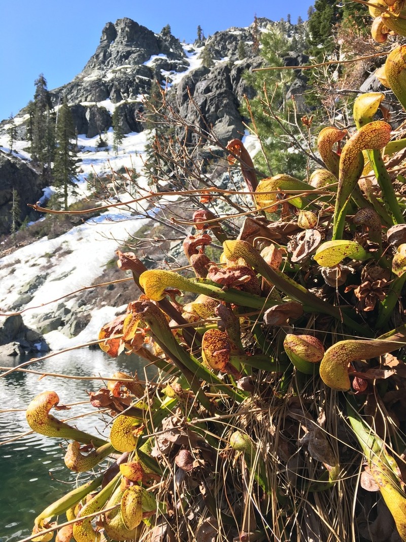 California Pitcherplant photo 4