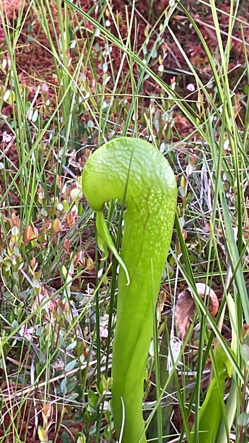 California Pitcherplant photo 5