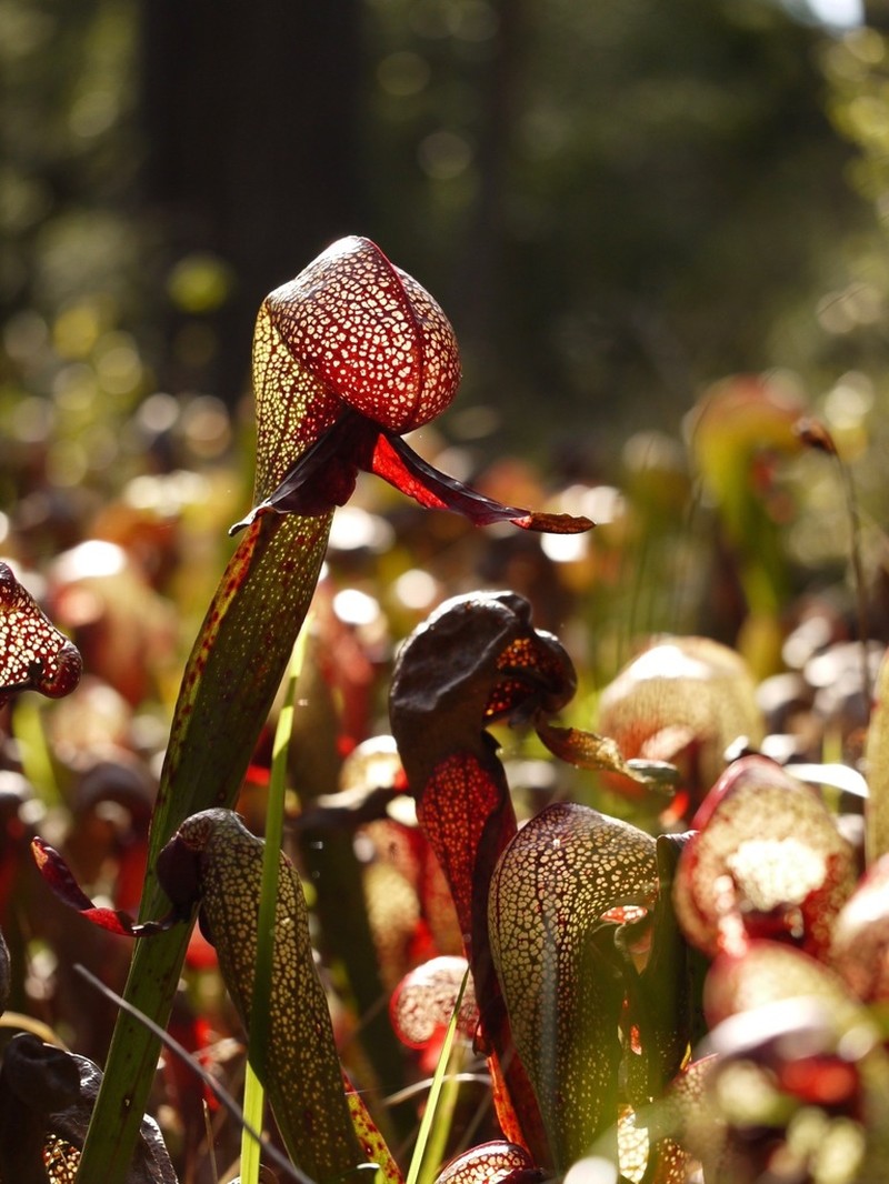 California Pitcherplant photo 7