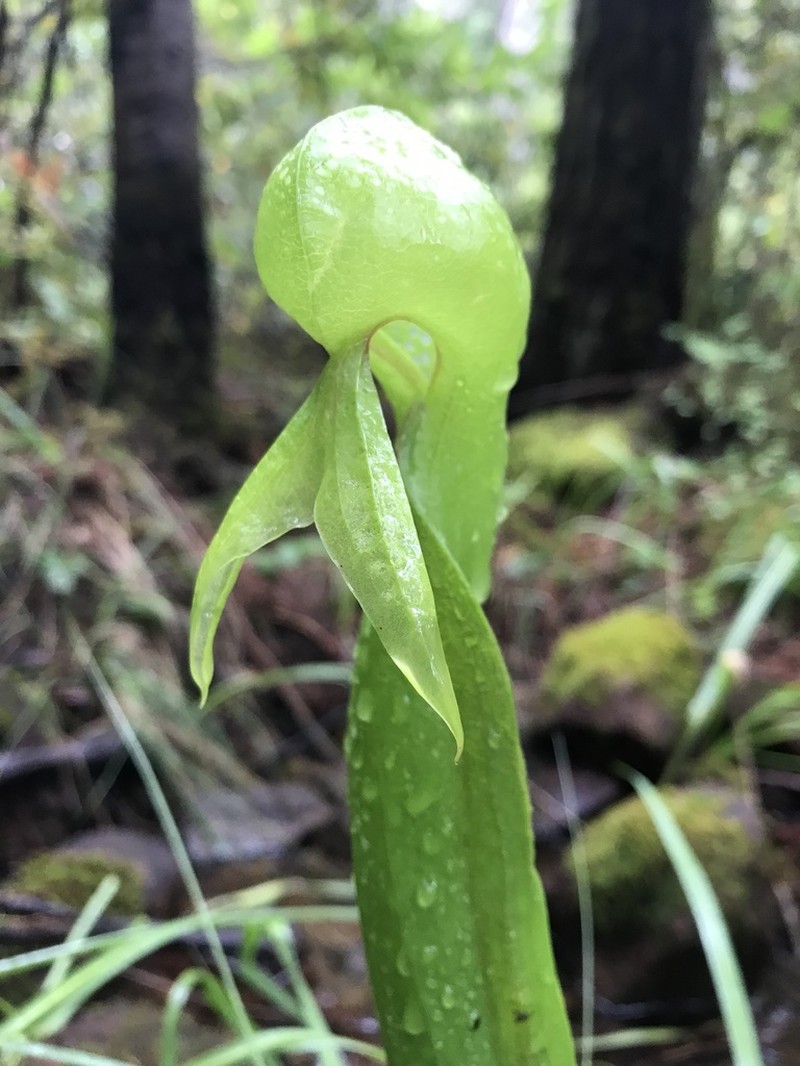 California Pitcherplant photo 8