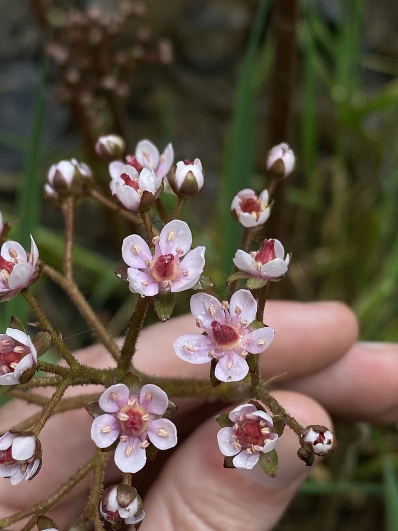 Indian Rhubarb