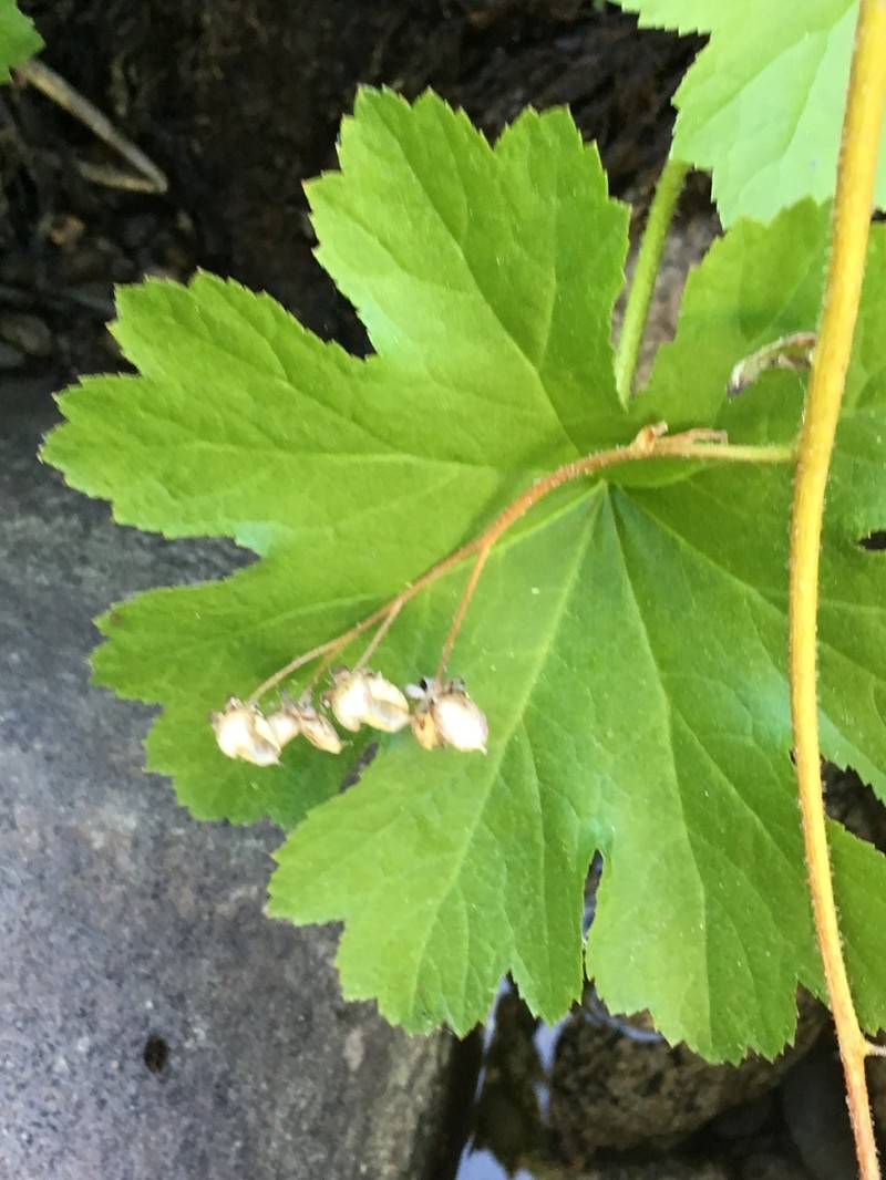 Indian Rhubarb photo 3