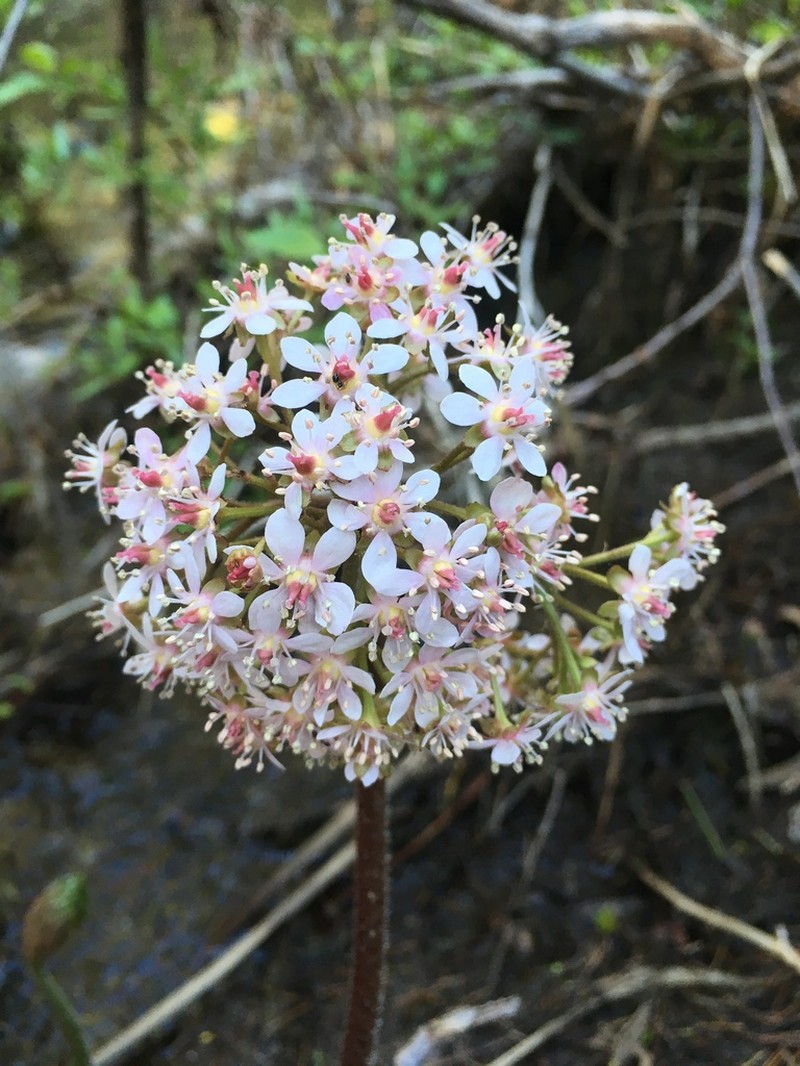 Indian Rhubarb photo 6