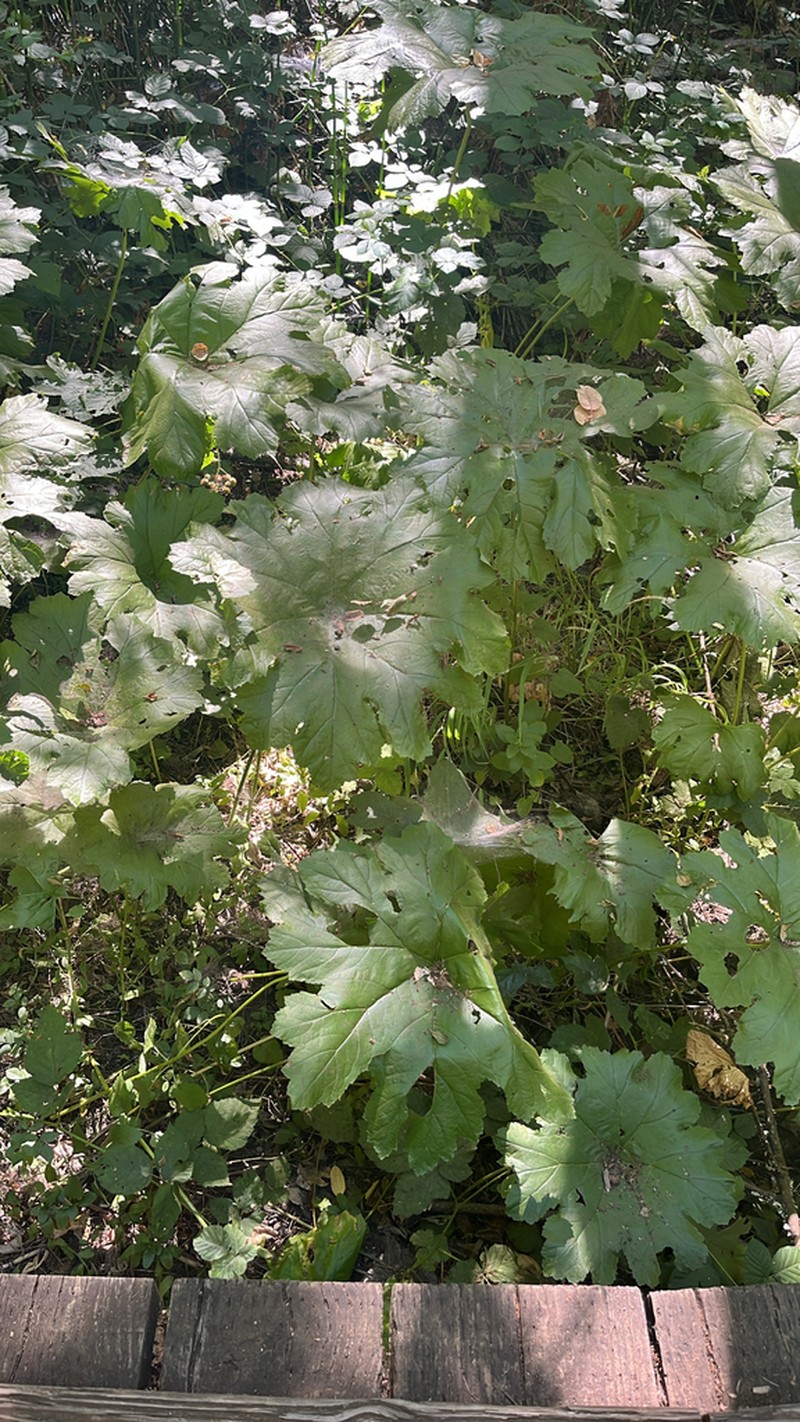 Indian Rhubarb photo 7