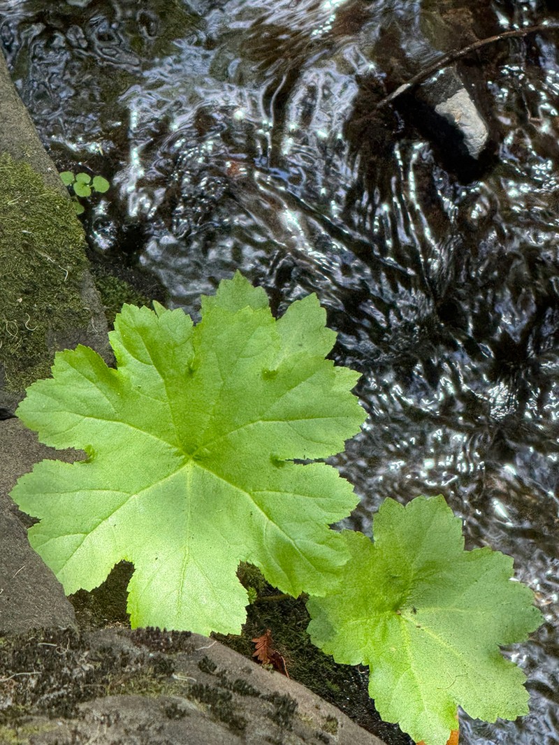 Indian Rhubarb photo 8