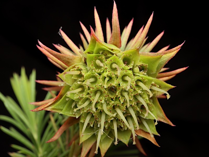 Darwinia acerosa