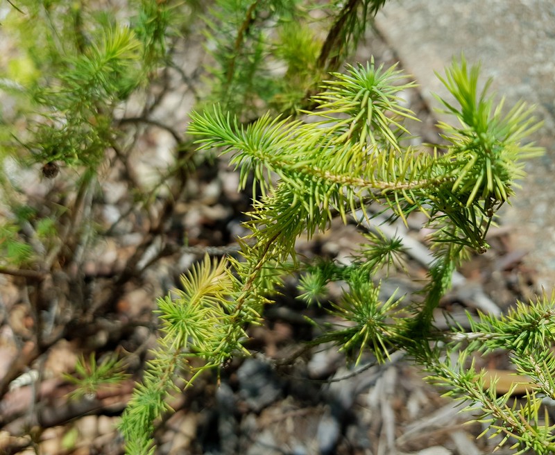 Darwinia acerosa photo 2