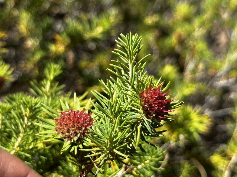 Darwinia acerosa photo 3