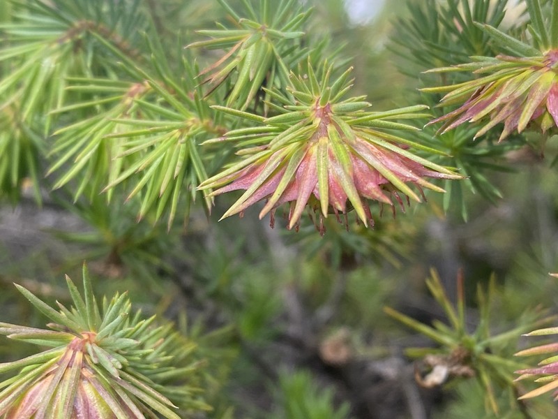 Darwinia acerosa photo 4