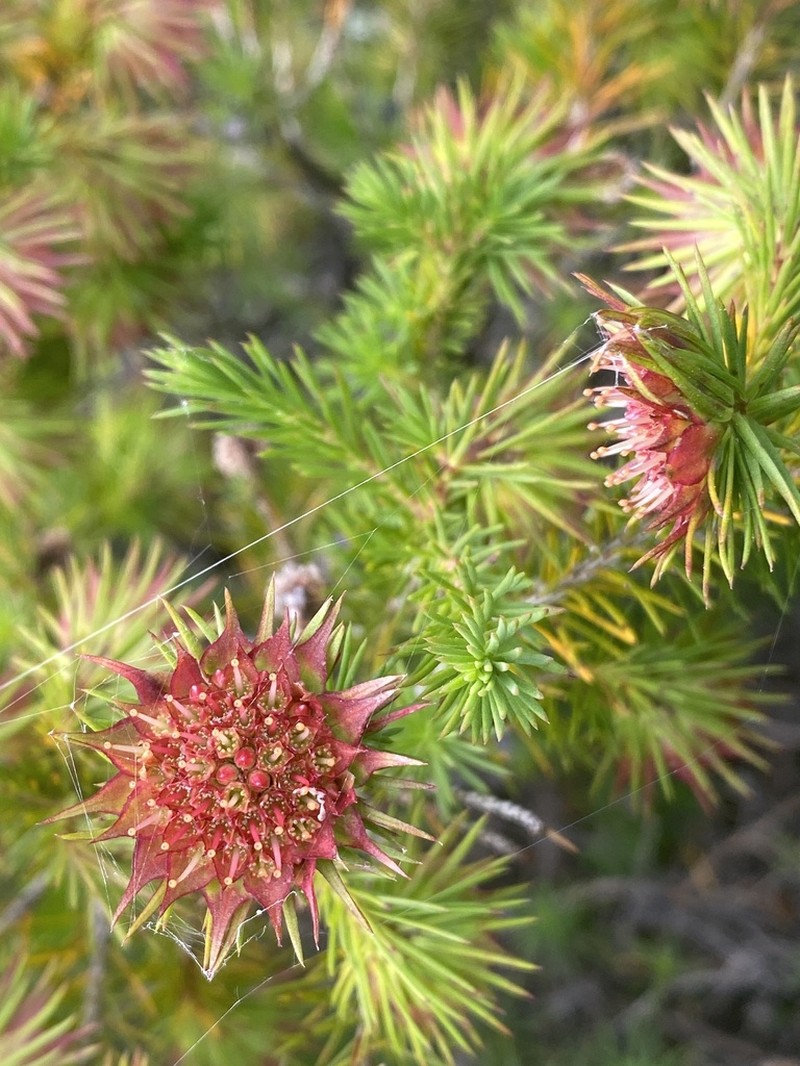 Darwinia acerosa photo 5