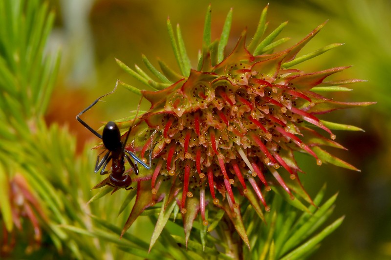 Darwinia acerosa photo 6