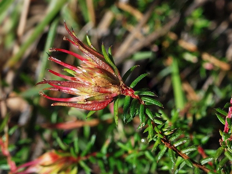 Darwinia apiculata