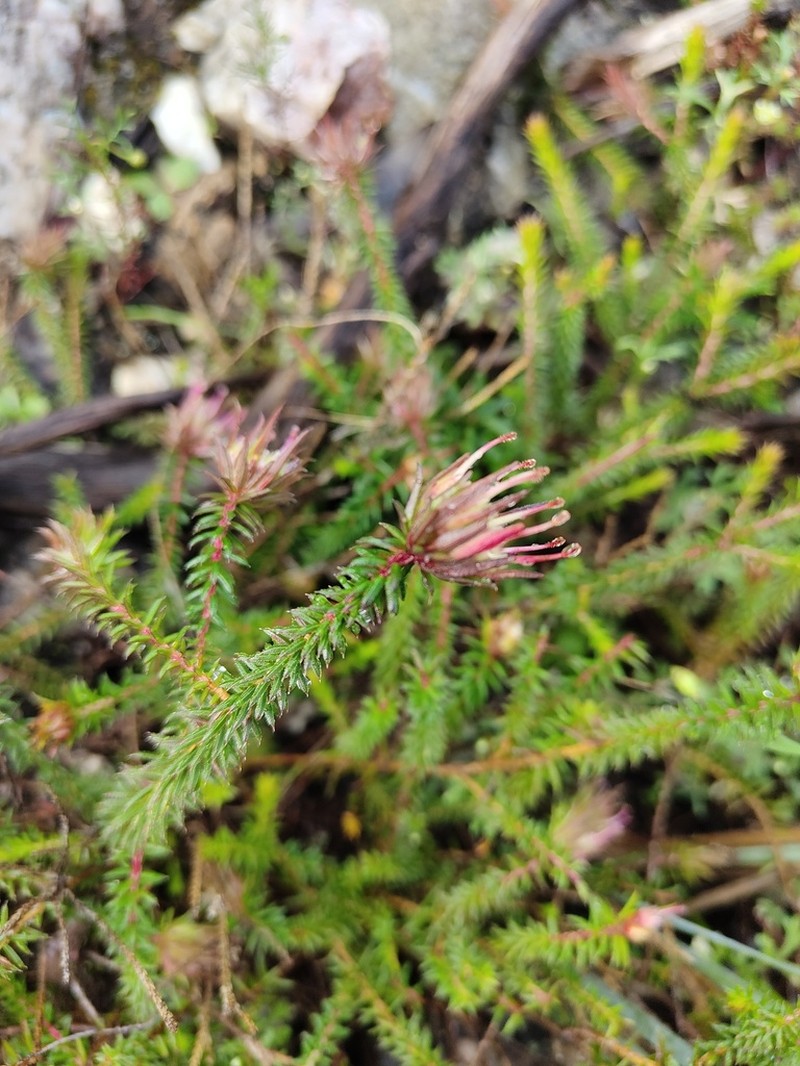 Darwinia apiculata photo 2