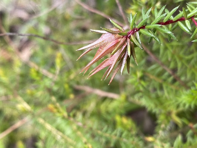 Darwinia apiculata photo 3