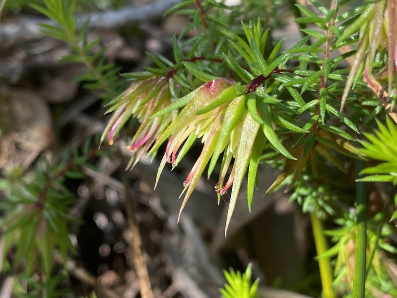 Darwinia apiculata photo 4