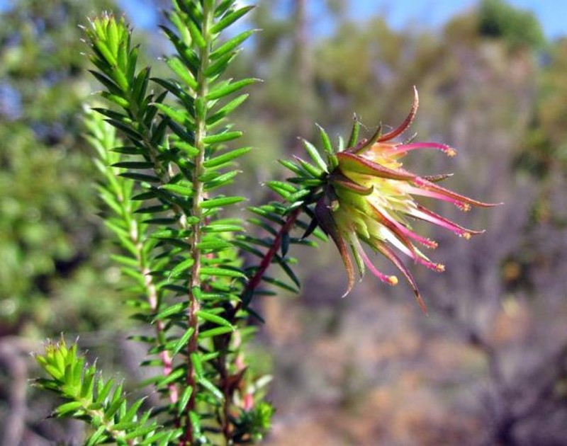 Darwinia apiculata photo 5