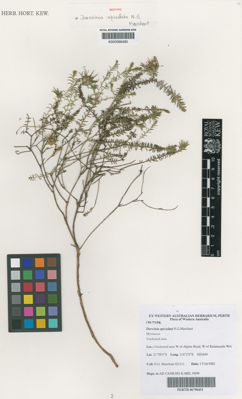 Darwinia apiculata photo 6