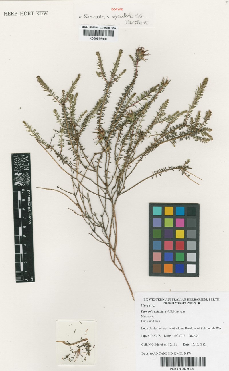 Darwinia apiculata photo 7