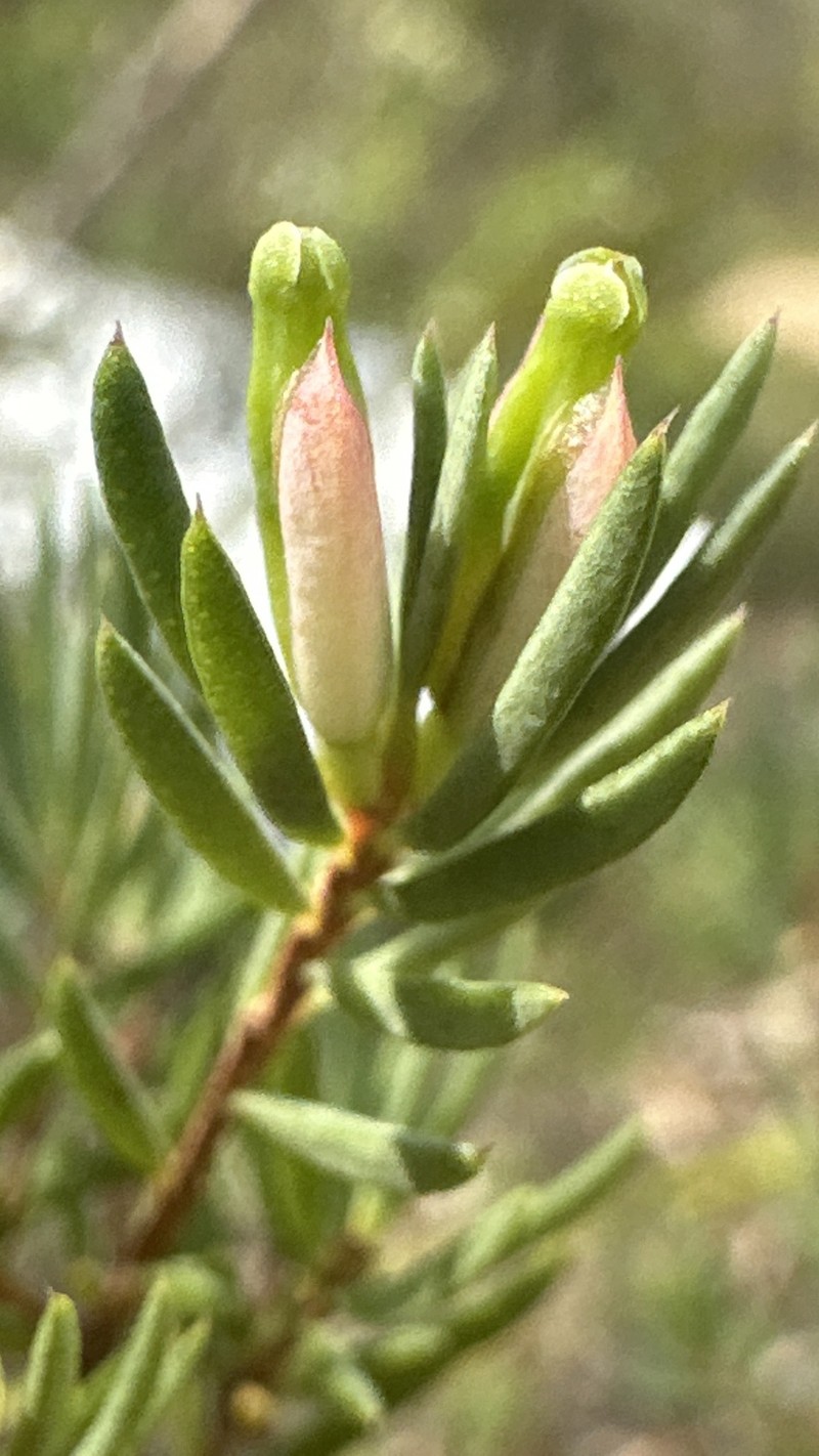 Darwinia biflora