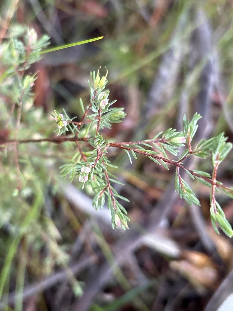 Darwinia biflora photo 2