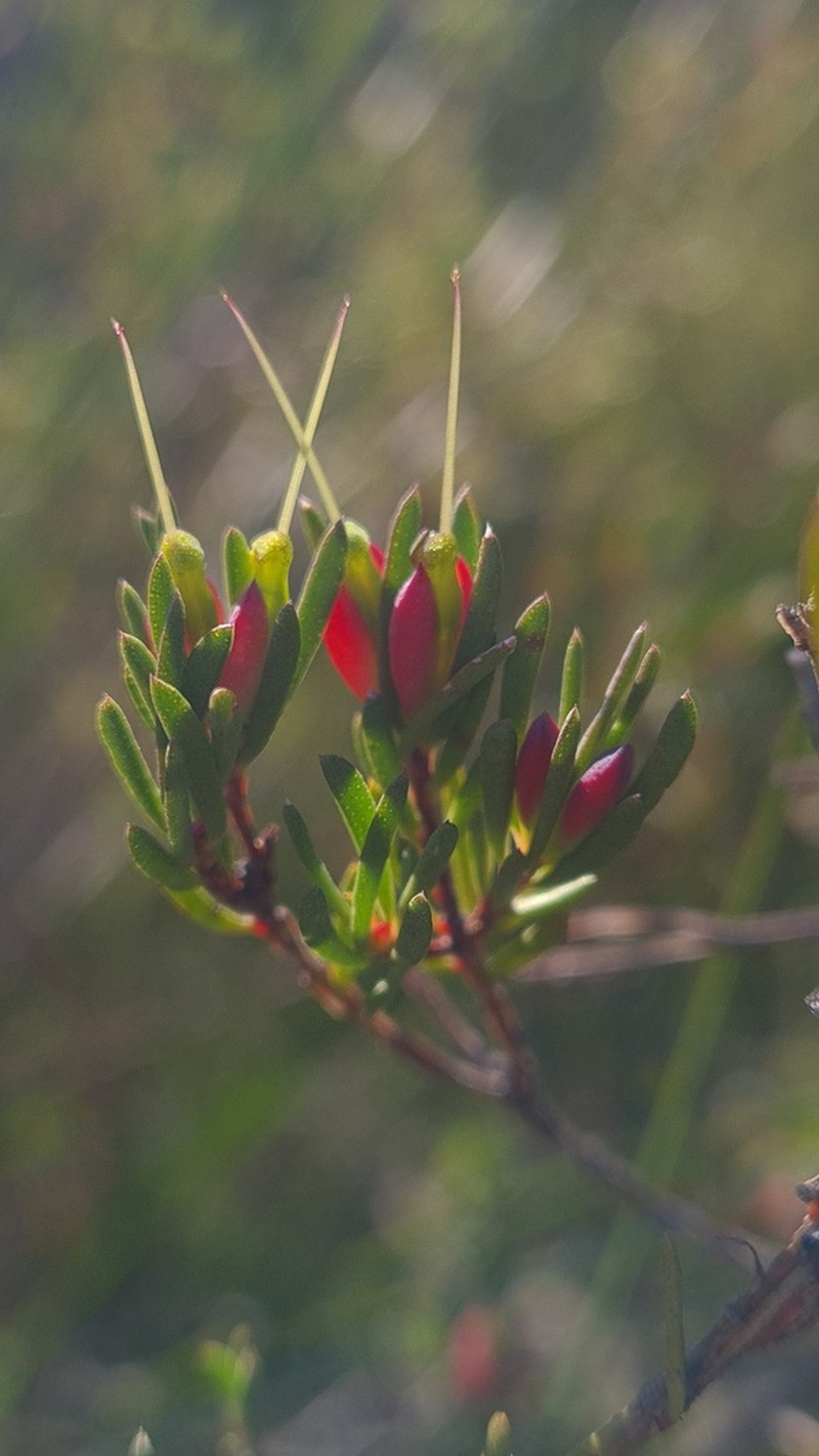 Darwinia biflora photo 3