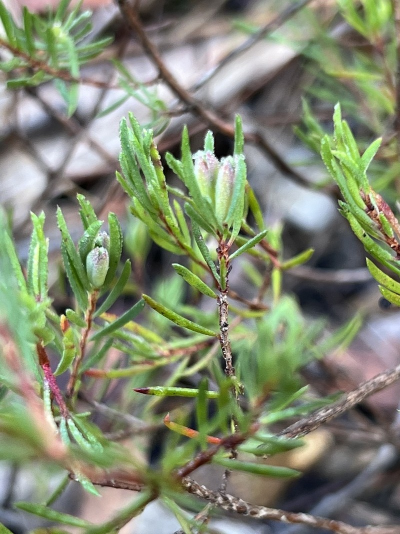 Darwinia biflora photo 4